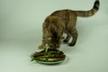 Fish herring on a plate with dill and bows, a surprise for the cat Royalty Free Stock Photo
