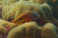 Fish hiding in Pavona clavus coral Royalty Free Stock Photo