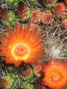 Fish Hook Cactus Blooms Royalty Free Stock Photo