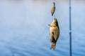 Fish on a hook. Fishing hobby and leisure. Silent hunting