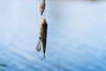 Fish on a hook. Fishing hobby and leisure. Silent hunting