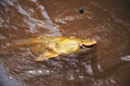 Fish hooked by a fisherman on the water surface. Fish known as J Royalty Free Stock Photo