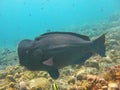 Fish Humphead Parrotfish, Bolbometopon muricatum Royalty Free Stock Photo