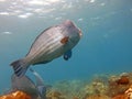 Fish Humphead Parrotfish, Bolbometopon muricatum Royalty Free Stock Photo