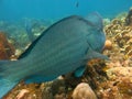 Fish Humphead Parrotfish, Bolbometopon muricatum in Bali Royalty Free Stock Photo