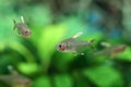 Fish Hyphessobrycon bentosi var. White Fin Royalty Free Stock Photo