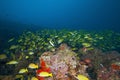 A fish I do not know in Maldives, I took the photo underwater and the liveliness looks great Royalty Free Stock Photo