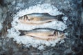 Fish with ice for cooking in a restaurant. Fresh raw sea bass fish on a gray background, top view Royalty Free Stock Photo