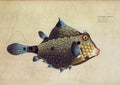 Fish Illustration after Emil Bloch Plate