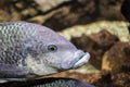 Fish inside an aquarium Royalty Free Stock Photo