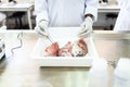 Fish interior to be tested in laboratory, quality test Royalty Free Stock Photo