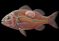 Fish internal anatomy illustration Royalty Free Stock Photo