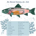 Fish internal organs Vector Art diagram Anatomy with Labels