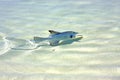 fish isla contoy in mexico drop sunny wave Royalty Free Stock Photo