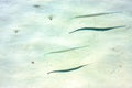 fish isla contoy in mexico foam the sunny Royalty Free Stock Photo