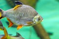 Fish of the island of Sumatra - Barbonymus schwanenfeldii Royalty Free Stock Photo