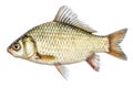 Fish isolated golden crucian with scales.
