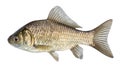 Fish isolated, river crucian carp with scales and fins. Royalty Free Stock Photo