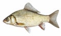 Isolated crucian carp, a kind of fish from the side. Live fish