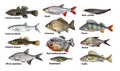 Fish isolated set, collection Royalty Free Stock Photo