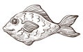 Fish isolated sketch, bass or underwater animal, marine symbol