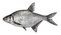 Fish isolated on white background. Common river bream. Side view. Royalty Free Stock Photo