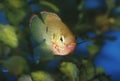 Fish jewel cichlid Hemichromis bimaculatus Royalty Free Stock Photo