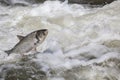 Fish jump fresh water background Royalty Free Stock Photo