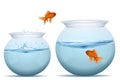 Fish jumping from one tank to another Royalty Free Stock Photo