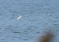 Fish jumping out of the water