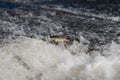 Fish jumping out of water, trying to get over dam in fast-flowing river. Iberian chub. Royalty Free Stock Photo