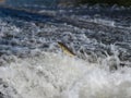 Fish jumping out of water, trying to jump over dam in river. Iberian chub.