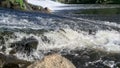 Fish jumping out of water, trying to jump over dam in river.