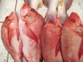 Fish kakap red traditional market Royalty Free Stock Photo