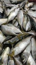 Fish kembung at the market Royalty Free Stock Photo