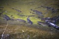 Fish in Khao Cha Mao Waterfall