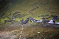 Fish in Khao Cha Mao Waterfall