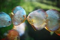 Fish kiss Royalty Free Stock Photo