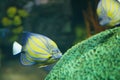 Fish kissing coral yellow and blue