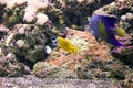 A fish known as The blotched foxface, Siganus unimaculatus, is a species of rabbitfish found at reefs and lagoons in the central Royalty Free Stock Photo