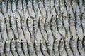 Fish, known as Ukleika Alburnus alburnus, salted dries in rows. Pattern fish