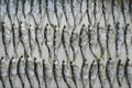 Fish, known as Ukleika Alburnus alburnus, salted dries in rows. Pattern fish