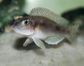 Fish Lamprologus ocellatus Royalty Free Stock Photo