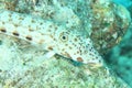 Fish - Latticed sandperch - male Royalty Free Stock Photo