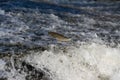 Fish leaping out of fast flowing water in river. Iberian chub trying to get over weir. Royalty Free Stock Photo