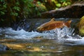 A fish leaping over a rock and propelling itself into a flowing river, A picturesque view of a salmon swimming upstream, AI