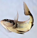 Fish Leaping From Water Royalty Free Stock Photo