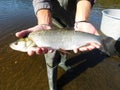 fish leuciscus aspius asp on measure board