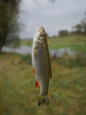 Fish leuciscus idus on fishing-rod