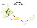 Fish life cycle